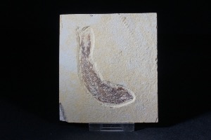  Knightia Fossil Fish, from Green River Formation, Wyoming USA (No.46)
