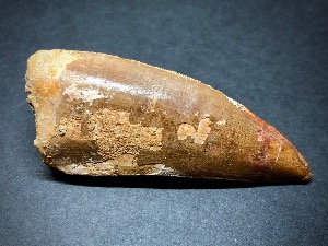  Carcharodontosaurus Tooth, from Morocco (No.5)