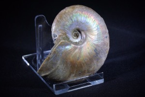 Cleoniceras Ammonite from Madagascar (No.639)