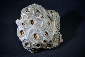 Fossil Coral Hexagonia, Western Sahara, Morocco (No.70)