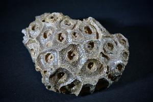 Fossil Coral Hexagonia, Western Sahara, Morocco (No.77)