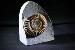 Arnioceras semicostatum Ammonite, from Dorset, Jurassic Coast, Monmouth Beach, Lyme Regis, UK (REF:ASA2)