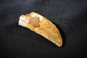 Carcharodontosaurus Dinosaur Tooth, from Sahara Desert, Morocco (REF:CDT4)