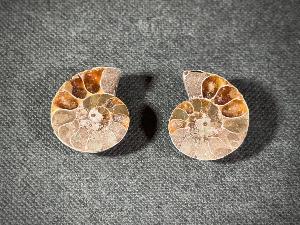 Cleoniceras Ammonite, from Madagascar (REF:CLEO3)