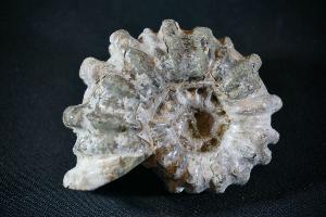 Douvilliceras Ammonite, from Madagascar (REF:DA4)
