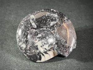 Goniatite, from Morocco (REF:GON1)