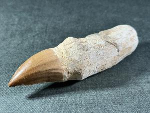 Rooted Mosasaur Tooth, from Oued Zem Region, Morocco (REF:MOSRT32)