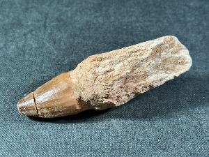 Rooted Mosasaur Tooth, from Oued Zem Region, Morocco (REF:MOSRT34)