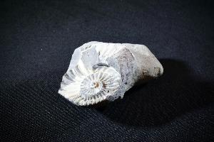 Partial Pleuroceras Ammonite, from Unterstürmig, Germany (REF:PAG2)