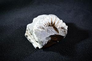 Partial Pleuroceras Ammonite, from Unterstürmig, Germany (REF:PAG3)