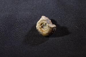 Parkinsonia Ammonite, from Sengenthal, Bavaria, Germany (REF:PAG9)