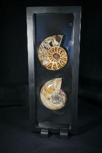 Phylloceras Ammonite Halves (In Display Case) (REF:PAH2)