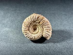 Perisphinctes Ammonite, from Madagascar (REF:PERIMAD9)