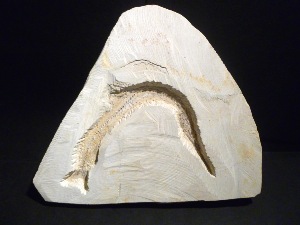 Rhynchodercetis “Needle Fish” Fossil, from Morocco (No.139)