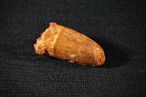 Spinosaurus Dinosaur Tooth, from Morocco (REF:SDT14)