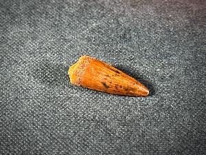 Spinosaurus Dinosaur Tooth, from Morocco (REF:SPINODT7)