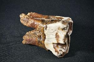 Woolly Rhinoceros (Coelodonta antiquitatis) Tooth, from Tynda, Amur Oblast, Reka Gilvuv River, Russia (REF:WRT2)