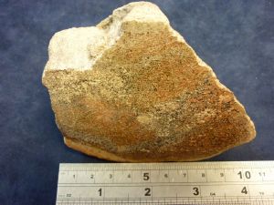 Dinosaur Bone (47)