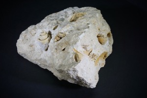 Gastropods On Matrix, from Verona, Italy (No.108)