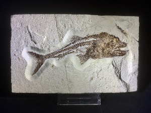 Euripholis boissieri fossil fish, from Hail-Byblos, Lebanon (No.122)