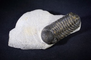 Geesops Trilobite from Morocco (No.141)