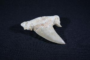 Otodus obliques Lamna Shark Tooth, from Khouibga, Nr Oued Zem, Morocco (No.21)
