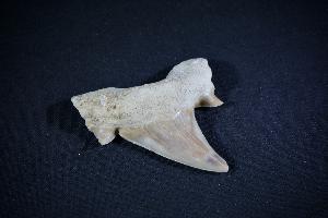 Otodus obliques Lamna Shark Tooth, from Khouibga, Nr Oued Zem, Morocco (No.24)