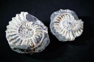 Pleuroceras spinatum Ammonite Cluster, from Unterstürmig, Germany (REF:26)