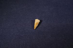 Pterosaur Tooth, from Kem Kem Formation, South East Morocco (No.260)