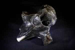 Bison priscus Vertebra, from Germany (No.619)