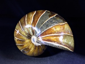 Polished Nautilus, from Madagascar (No.66)