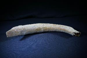 Cave Bear (Ursus Spelaeus) Rib Bone, from Romania (REF:CB3)