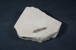 Fossil Leaf, from Colorado, U.S.A. (REF:FLC2)
