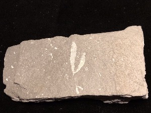 Graptolite - Didymograptus Murchisonii (Ref 1)