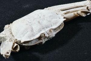 Macrophtalmus Crab, from Majunga, Madagascar (REF:MC4)