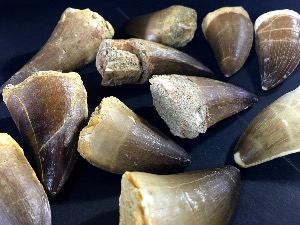 Mosasaur Tooth, from Morocco (40 Selected)