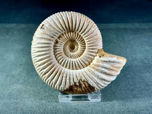 Perisphinctes Ammonite, from Madagascar (REF:PERIMAD10)