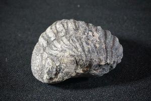 Enrolled Phacops Trilobite, from Morocco (REF:PTM7)