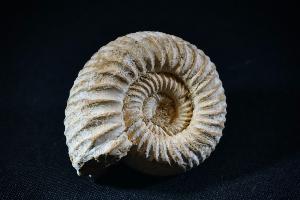 Perisphinctes Ammonite, from Madagascar (REF:PAM4)