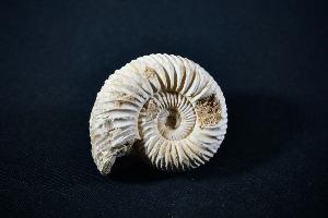Perisphinctes Ammonite, from Madagascar (REF:PAM5)