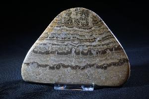 Stromatolite, from Scotland (REF:SS5)