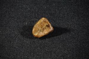 Triceratops horridus Tooth, from Lance Creek Formation, Wyoming, U.S.A. (REF:TDT3)