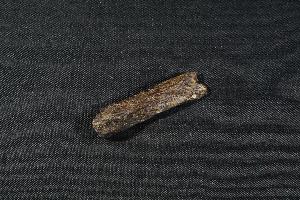Tyrannosaurus Rex Bone Fragment, from Hell Creek Formation, Eastern Montana, USA (REF:TREX18)