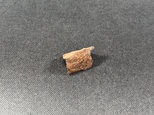 Tyrannosaurus Rex (T.Rex) Bone Fragment, from Hell Creek Formation, Eastern Montana, USA (REF:TREX68)