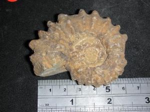 Douvilliceras Ammonite  (21)