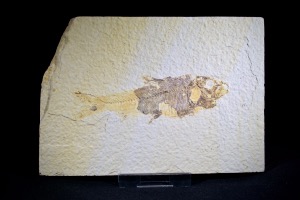 Knightia Fossil Fish, from Green River Formation, Wyoming, U.S.A. (No.153)