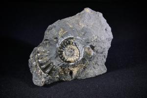 Asteroceras Ammonite Group, from Monmouth Beach, Lyme Regis, UK (No.159) 