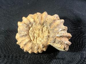 Douvilliceras Ammonite  (No.21)