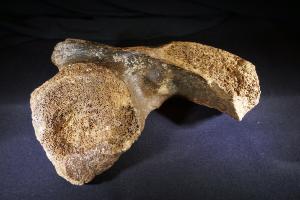 Mammoth Pelvis Bone Fragment, from North Sea Area, Ice Age (No.239)