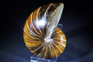 Polished Nautilus from Madagascar (No.630)